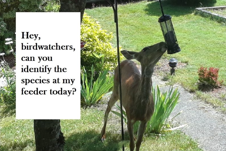Photo of a deer eating from a bird feeder. Hey birdwatchers, can you identify the species at my feeder today? 