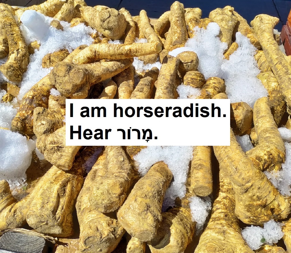 I am horseradish. Hear maror.